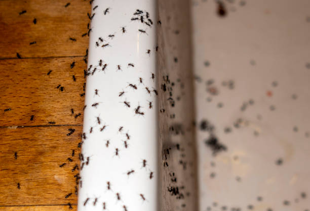 Best Pest Control Near Me  in Humboldt, KS
